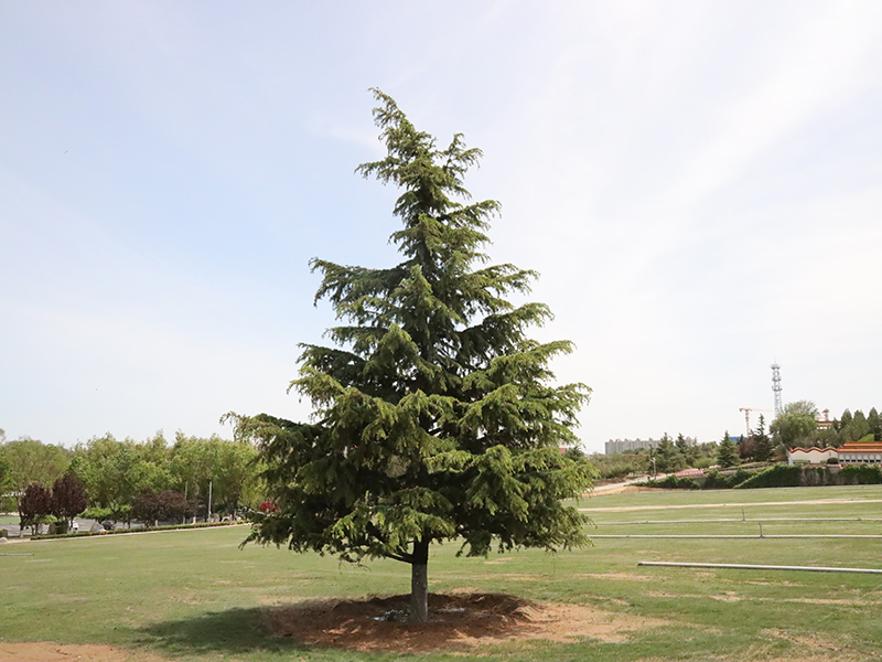 北京静安墓园预约扫墓好预约吗(什么时间好预约) 北京静安墓园预约扫墓好预约吗(什么时间好预约)